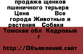 продажа щенков пшеничного терьера › Цена ­ 35 000 - Все города Животные и растения » Собаки   . Томская обл.,Кедровый г.